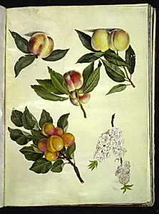 Prunus persica (fersken); Prunus armeniaca (almindelig abrikos) by Hans Simon Holtzbecker