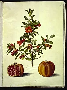Punica granatum (granatæble) by Hans Simon Holtzbecker