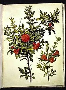Punica granatum (granatæble) by Hans Simon Holtzbecker