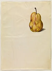 Pyrus communis (almindelig pære) by Hans Simon Holtzbecker