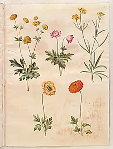 Ranunculus acris (guldknap-ranunkel); Anemone nemorosa (hvid anemone); Ranunculus illyricus (steppe-ranunkel); Ranunculus asiaticus (have-ranunkel) by Hans Simon Holtzbecker