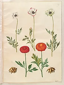 Ranunculus asiaticus (have-ranunkel) by Hans Simon Holtzbecker