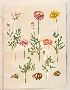 Ranunculus asiaticus (have-ranunkel) by Hans Simon Holtzbecker