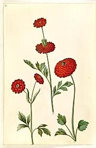 Ranunculus asiaticus (have-ranunkel) by Hans Simon Holtzbecker