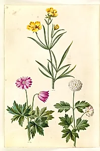 Ranunculus illyricus (steppe-ranunkel); Anemone nemorosa (hvid anemone) by Hans Simon Holtzbecker