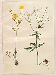 Ranunculus monspeliacus (silke-ranunkel); Ranunculus aconitifolius (stormhatbladet ranunkel) by Hans Simon Holtzbecker
