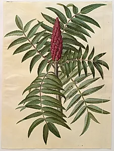 Rhus typhina (hjortetaktræ) by Hans Simon Holtzbecker