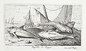 Rød multe (Rubellio) by Albert Flamen