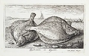 Rødspætte (Quadratulus) by Albert Flamen