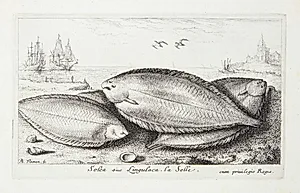 Rødtunge (Solea, siue Linguluca) by Albert Flamen