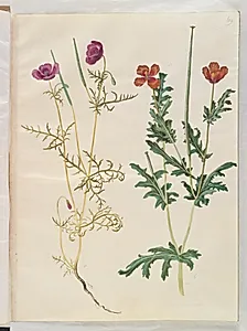 Roemeria hybrida (violet hornvalmue); Glaucium corniculatum (rød hornskulpe) by Hans Simon Holtzbecker