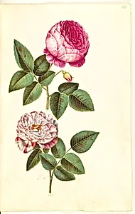 Rosa ×centifolia (centifolie-rose); Rosa gallica versicolor ('Rosa Mundi') by Hans Simon Holtzbecker