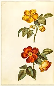 Rosa foetida (gul rose); Rosa foetida (tyrkisk rose) by Hans Simon Holtzbecker