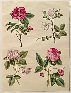 Rosa gallica (apoteker-rose); Rosa ×alba (hvid rose); Rosa gallica (Rosa Mundi); Rosa ×centifolia (centifolie-rose) by Hans Simon Holtzbecker