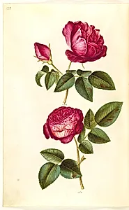 Rosa gallica (apoteker-rose); Rosa (?) (rose) by Hans Simon Holtzbecker