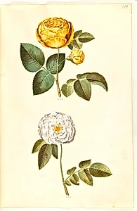 Rosa hemisphaerica (svovlgul rose); Rosa ×alba (hvid rose) by Hans Simon Holtzbecker