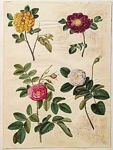 Rosa hemisphaerica (svovlgul rose); Rosa gallica (fløjls-rose); Rosa ×damascena (damascener-rose) by Hans Simon Holtzbecker