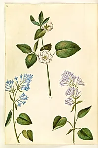 Rosa (?) (rose); Syringa vulgaris (almindelig syren) by Hans Simon Holtzbecker