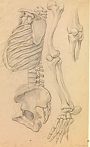 Rygrad med brystkasse og bækken, profil mod venstre; desuden knogler af et venstre ben fra hofte til tåspidsen og detalje af et knæ. (1662?).