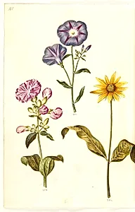 Saponaria officinalis (almindelig sæbeurt); Convolvulus tricolor (jomfruskørt); Helianthus (?) (solsikke-art) by Hans Simon Holtzbecker