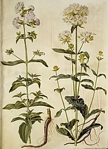 Saponaria officinalis (almindelig sæbeurt) by Hans Simon Holtzbecker