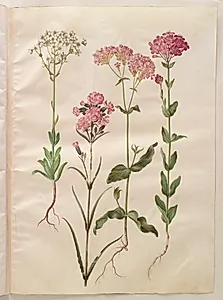 Saxifraga paniculata (klippe-stenbræk); Silene viscaria (almindelig tjærenellike); Silene armeria (knippe-limurt); by Hans Simon Holtzbecker