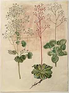 Saxifraga rotundifolia (rundbladet stenbræk); Saxifraga umbrosa (skygge-stenbræk); Saxifraga geum (porcelænsblomst) by Hans Simon Holtzbecker