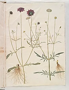 Scabiosa atropurpurea (enkeblomst); Scabiosa columbaria (due-skabiose) by Hans Simon Holtzbecker