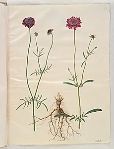 Scabiosa atropurpurea (enkeblomst) by Hans Simon Holtzbecker