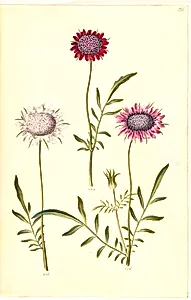 Scabiosa atropurpurea (enkeblomst) by Hans Simon Holtzbecker