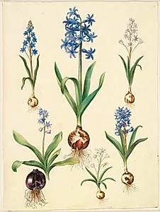 Scilla bifolia (tobladet skilla); Hyacinthus orientalis (almindelig hyacint); Scilla amoena (himmelblå skilla) by Hans Simon Holtzbecker