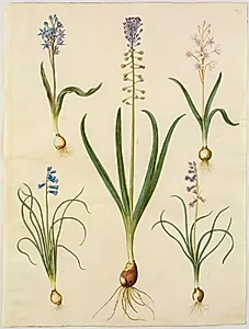 Scilla bifolia (tobladet skilla); Muscari comosum (duskhyacint); Brimeura amethystina (pyrenæisk hyacint) by Hans Simon Holtzbecker