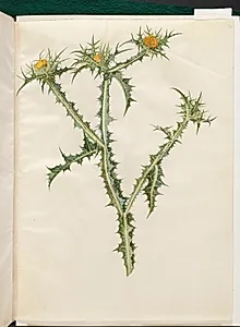 Scolymus hispanicus (spansk guldtidsel) by Hans Simon Holtzbecker