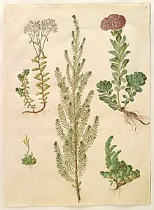 Sedum album (hvid stenurt); Sedum anacampseros (rundbladet stenurt); Sedum (stenurt); Suaeda vera (busk-strandgåsefod); Sedum rupestre (bjerg-stenurt) by Hans Simon Holtzbecker