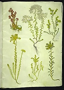 Sempervivum arachnoideum (spindelvæv-husløg); Sedum album (hvid stenurt); Sedum acre (bidende stenurt); Sedum rupestre (bjerg-stenurt); Sedum sexangulare (seksradet stenurt) by Hans Simon Holtzbecker