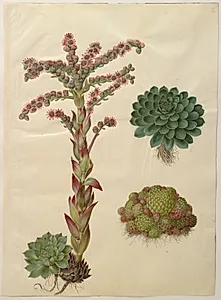 Sempervivum tectorum (almindelig husløg); Sempervivum montanum (bjerg-husløg) by Hans Simon Holtzbecker