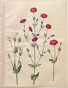Silene coronaria (krone-limurt) by Hans Simon Holtzbecker