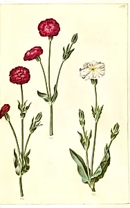 Silene coronaria (krone-limurt) by Hans Simon Holtzbecker