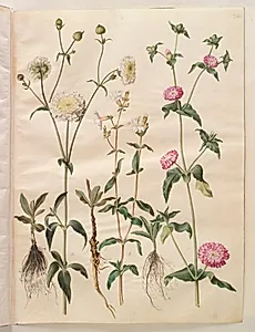 Silene latifolia (aften-pragtstjerne); Silene dioica (dag-pragtstjerne) by Hans Simon Holtzbecker