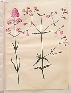 Silene viscaria (almindelig tjærenellike); Silene (trævlekrone) by Hans Simon Holtzbecker
