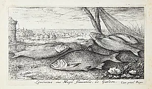 Skalle (Leuciscus siue Mugil fluuiatilus) by Albert Flamen
