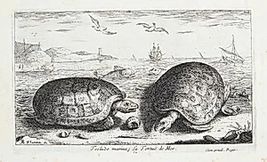 Skildpadden (Testudo marina) by Albert Flamen