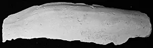 Skinneben, fragment by Ubekendt