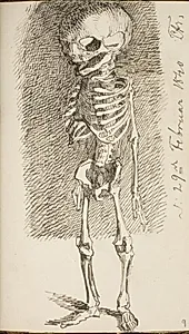 Skitse af et stående skelet by Lorenz Frølich