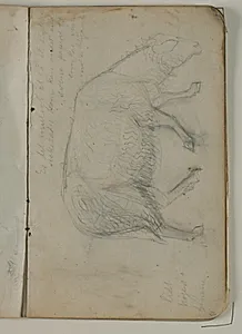 Skitse af får. Notat by Niels Larsen Stevns