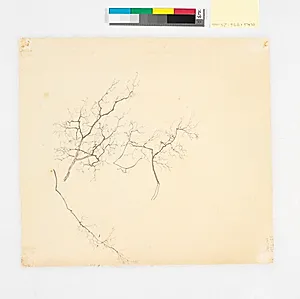 Skitse af grene by Christen Købke