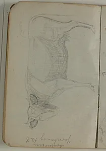 Skitse af ko. Adresse by Niels Larsen Stevns