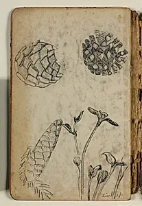 Skitse af kogler og planter by Niels Larsen Stevns
