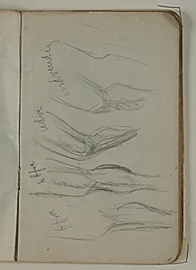 Skitser af ben. Notater by Niels Larsen Stevns