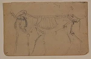 Skitser af dyreskelet by Niels Larsen Stevns